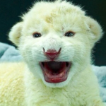 Falleció una de las crías de león blanco del Zoológico Las Delicias