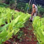 Contrabando de verduras y hortalizas afecta la producción en cinco estados, advierten agricultores