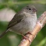 Los tordillos alegran los patios de la urbanización La Trinidad