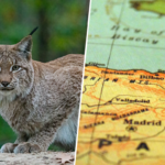 El lince ibérico está reconquistando a España y eso es una buena noticia. El reto ahora es entender por qué