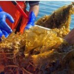 Nueva Esparta exporta 162 toneladas de algas marinas a Chile