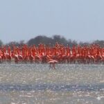 Buenas noticias ecológicas para el Zulia: Inicia el cortejo de los flamencos en la Ciénaga de Los Olivitos