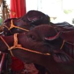 Expoferia Nacional 2026 se instalará en La Carlota del 13 al 17 de mayo