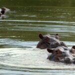 Gobierno de Colombia sacrificará a 80 hipopótamos de Pablo Escobar