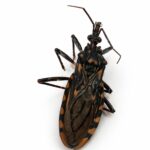 Semana de la Lucha contra el Chagas