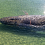 Alemania suspendió rescate de ballena varada para dejarla morir en paz