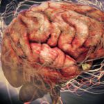 Neuronas impresas y tejido vivo, el nuevo lenguaje entre máquina y cerebro