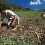 Gobierno y Cavidea evalúan acciones para optimizar el sector agroalimentario