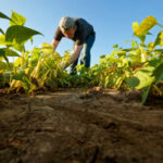 SVIAA: Contrabando y falta de crédito atentan contra la agricultura familiar