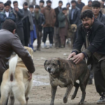 Condenan a 2 años y medio de cárcel a 13 personas por organizar pelea de perros en Colombia