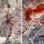 Extraño fenómeno geológico alertó a la población del Táchira: grieta emana humo y fuego