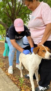 Misión Nevado desplegará este sábado gran Feria Animalista y jornada de vacunación antirrábica en Maracaibo