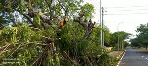 Azul Ambientalistas y Proyecto Cumbre denuncian «genocidio ambiental» en la avenida Universidad de Maracaibo